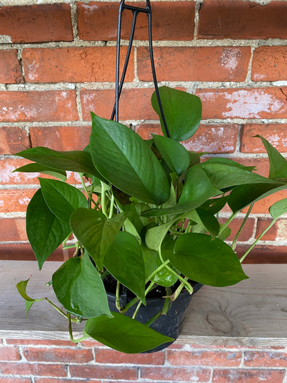 cats golden pothos Epipremnum Aureum 'Pothos Jade' – Snakeroot Botanicals