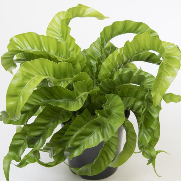 Asplenium antiquum 'Hurricane Fern'