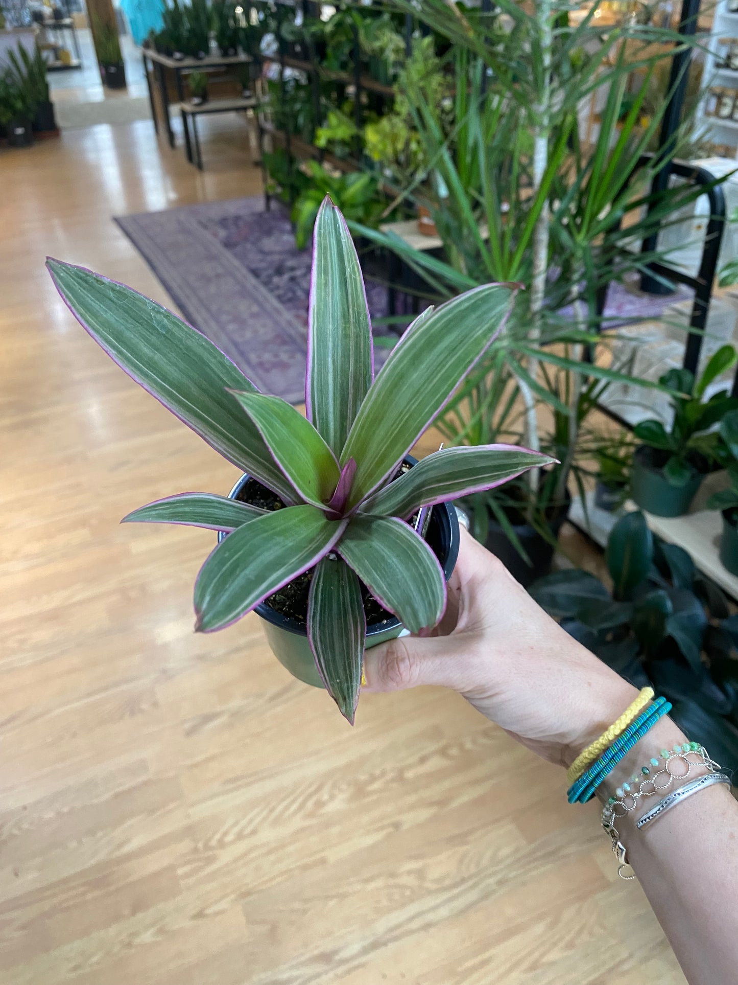 Tradescantia Spathacea ‘Rhoeo Pink’