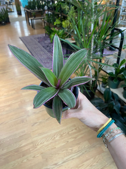 Tradescantia Spathacea ‘Rhoeo Pink’