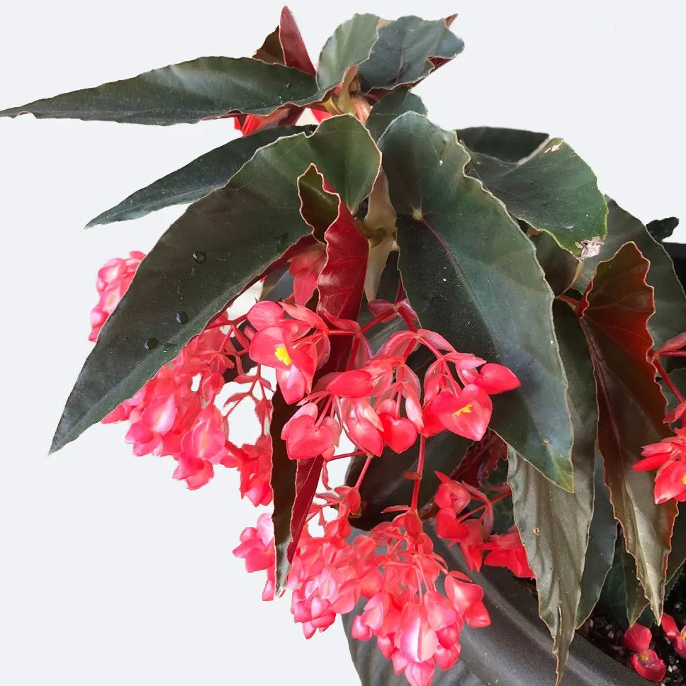 Begonia Coccinea 'Torch'