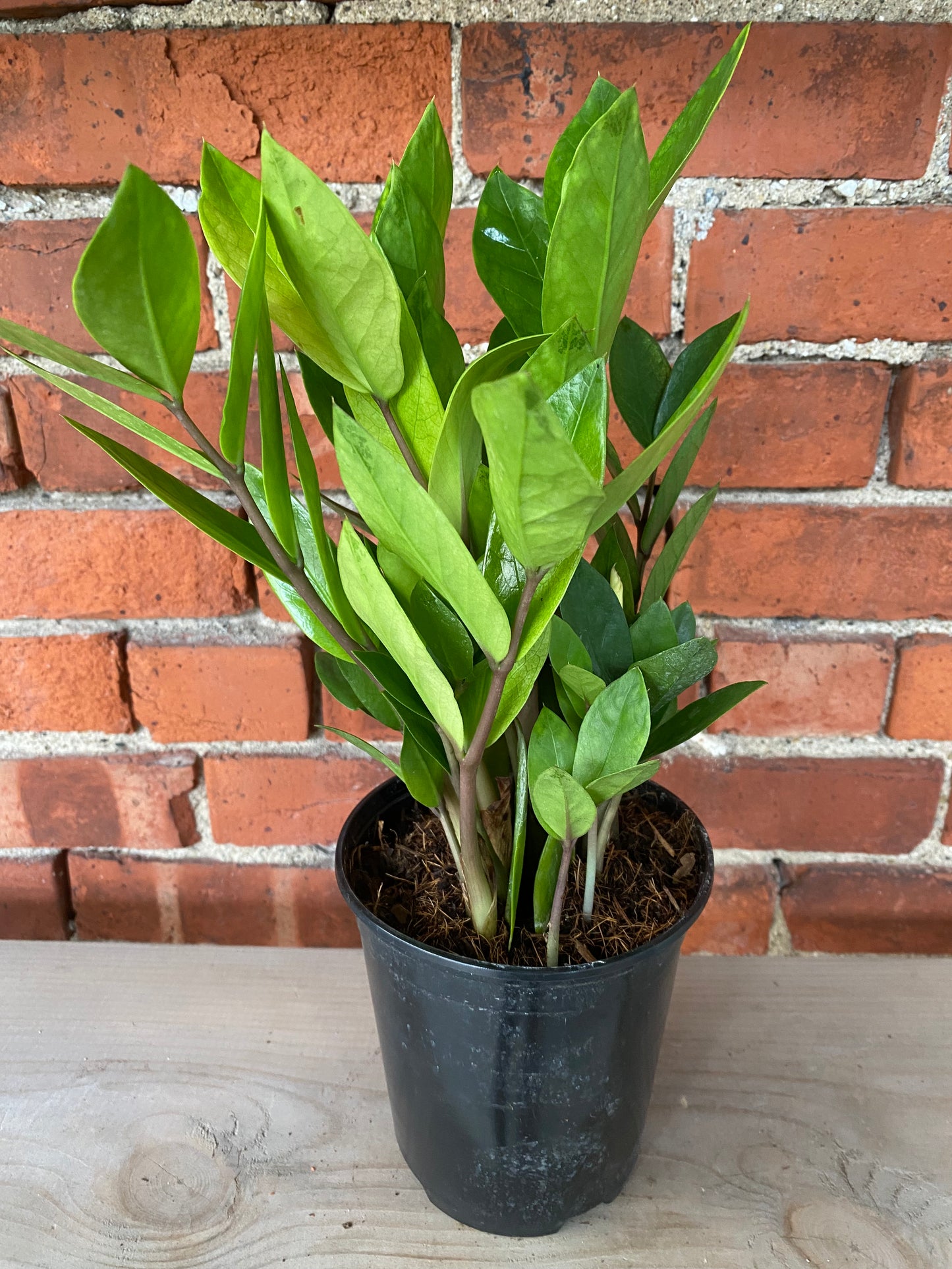 Zamioculcas zamiifolia ‘Chameleon ZZ’ - 5.5" Pot