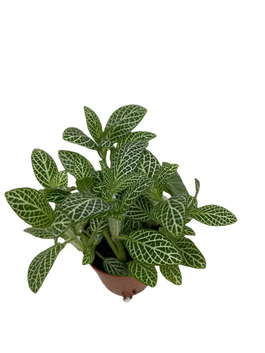 Fittonia Albivenis ‘White Nerve Plant’