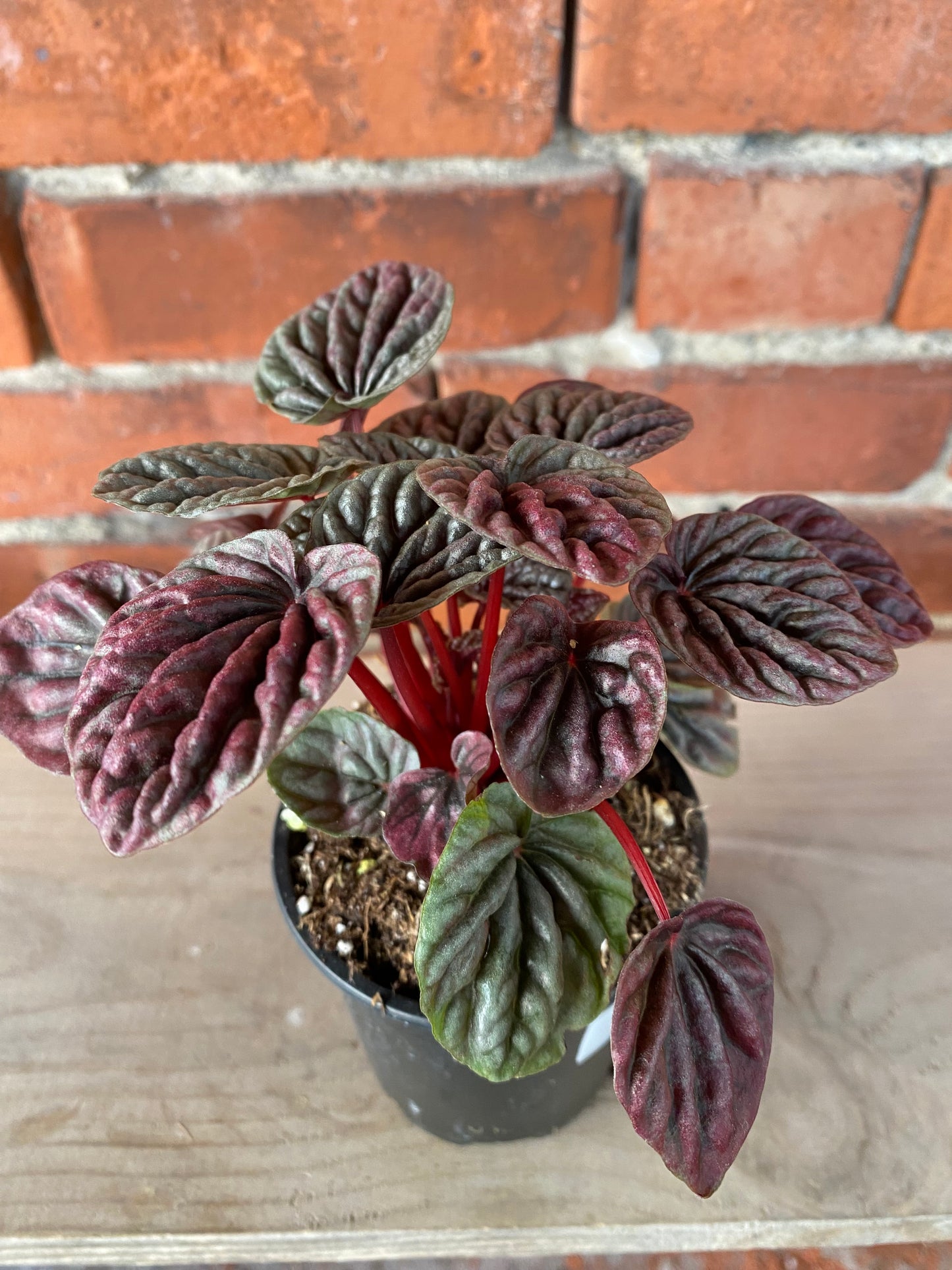 Peperomia 'Red Luna'