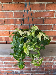 Tradescantia 'Yellow'