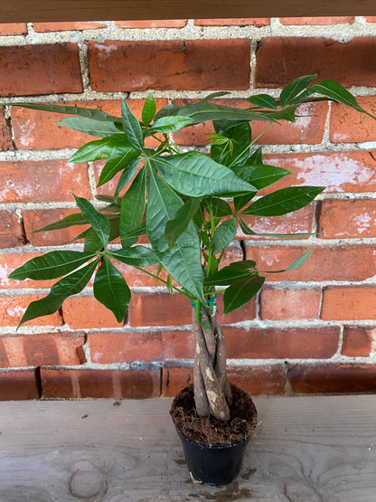 money tree red fruit Pachira aquatica ‘Money Tree’