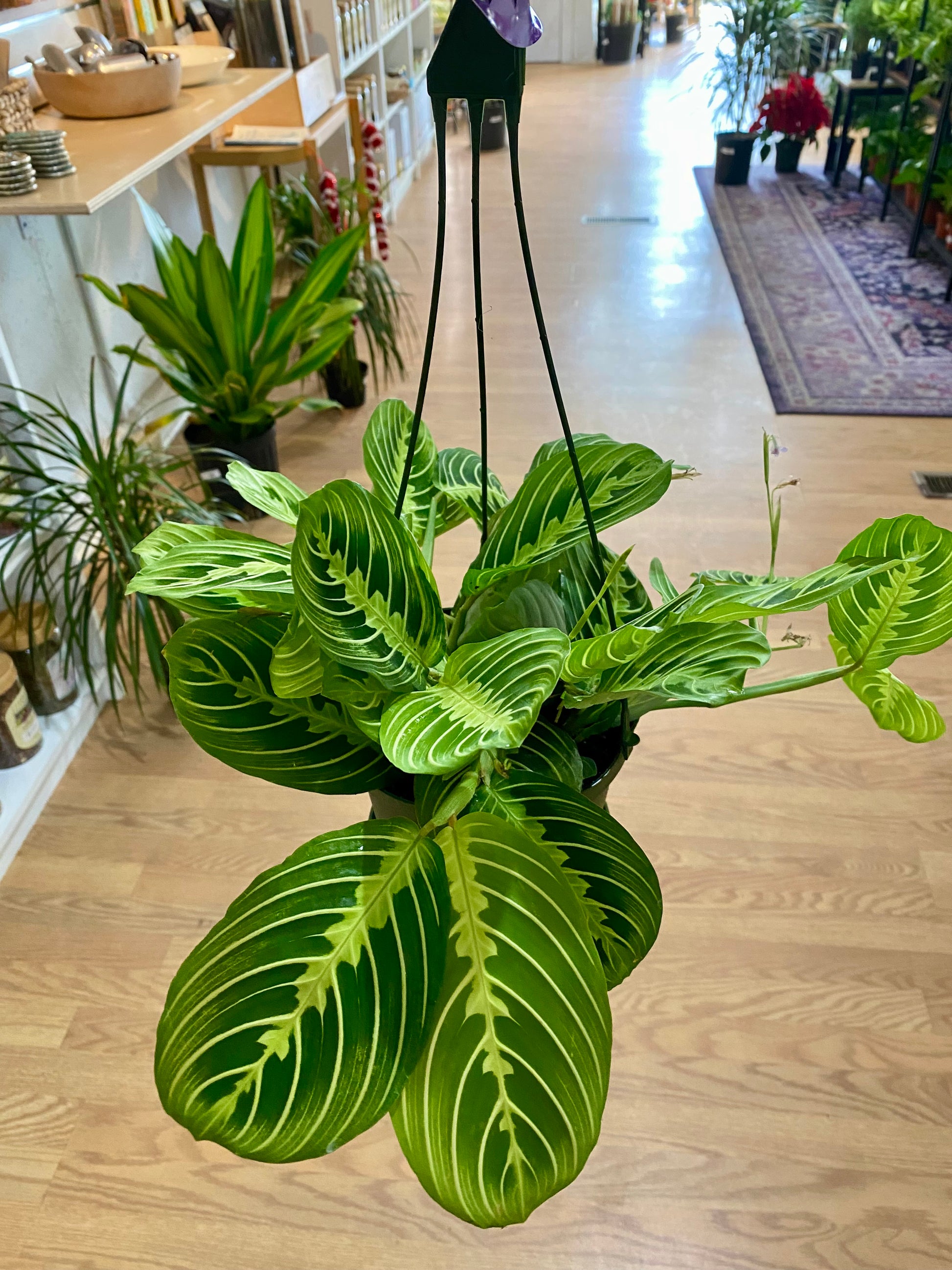 golden lemon prayer plant Maranta 'Lemon Lime Prayer Plant'