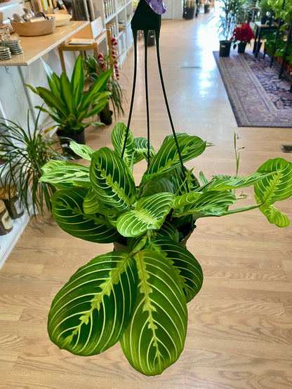 Maranta Lemon Lime 'Prayer Plant'
