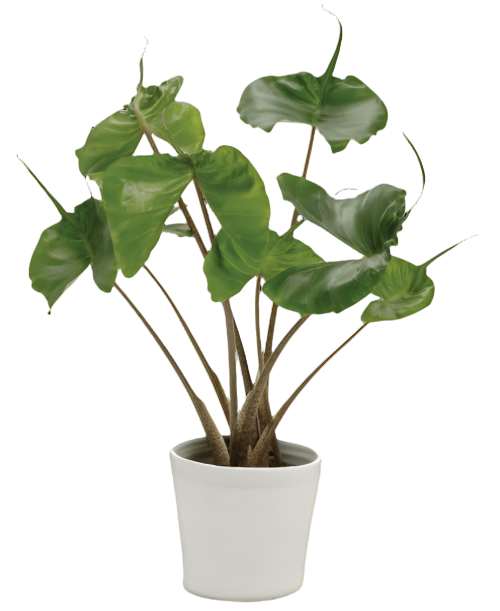 Alocasia macrorrhiza ‘Stingray'