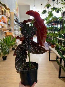 Begonia maculata 'Cracklin Rosie'