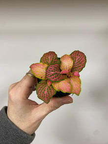 Fittonia ‘Ruby Lime’
