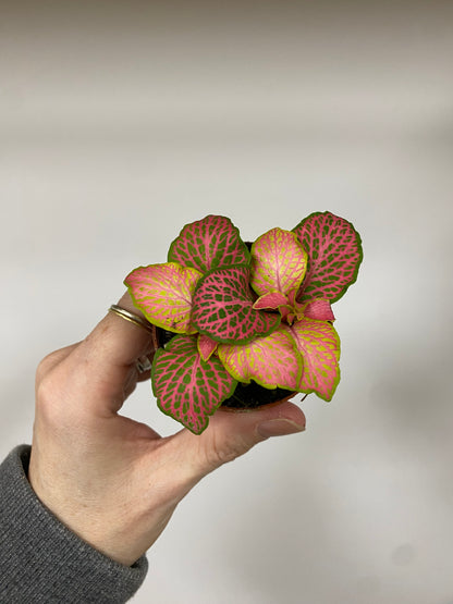Fittonia ‘Ruby Lime Nerve Plant’ - 2" Pot