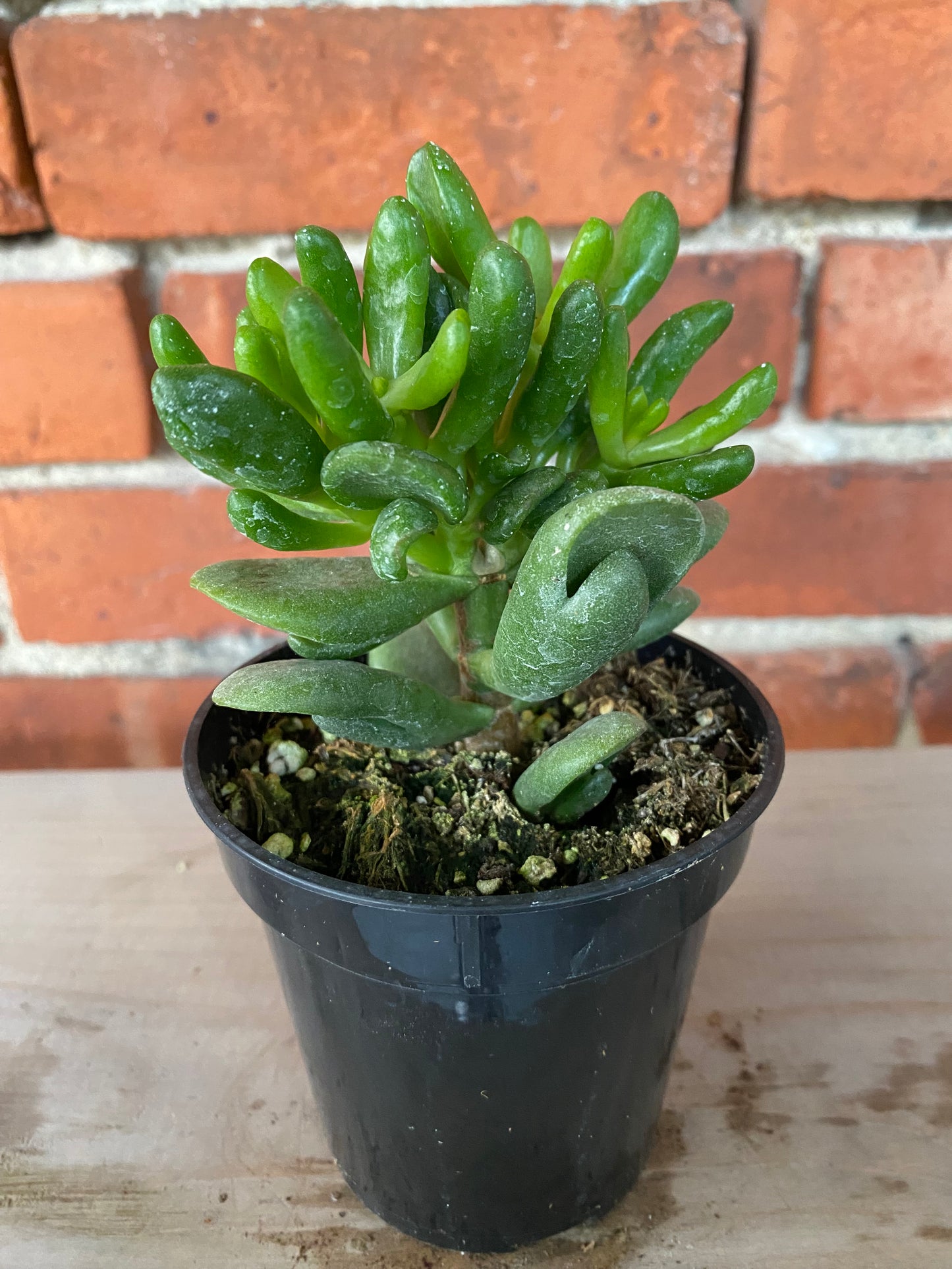 Crassula ovata ‘Gandalf Jade' - 4" Pot