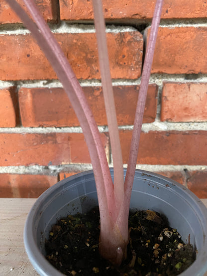 Alocasia 'Pink Princess'