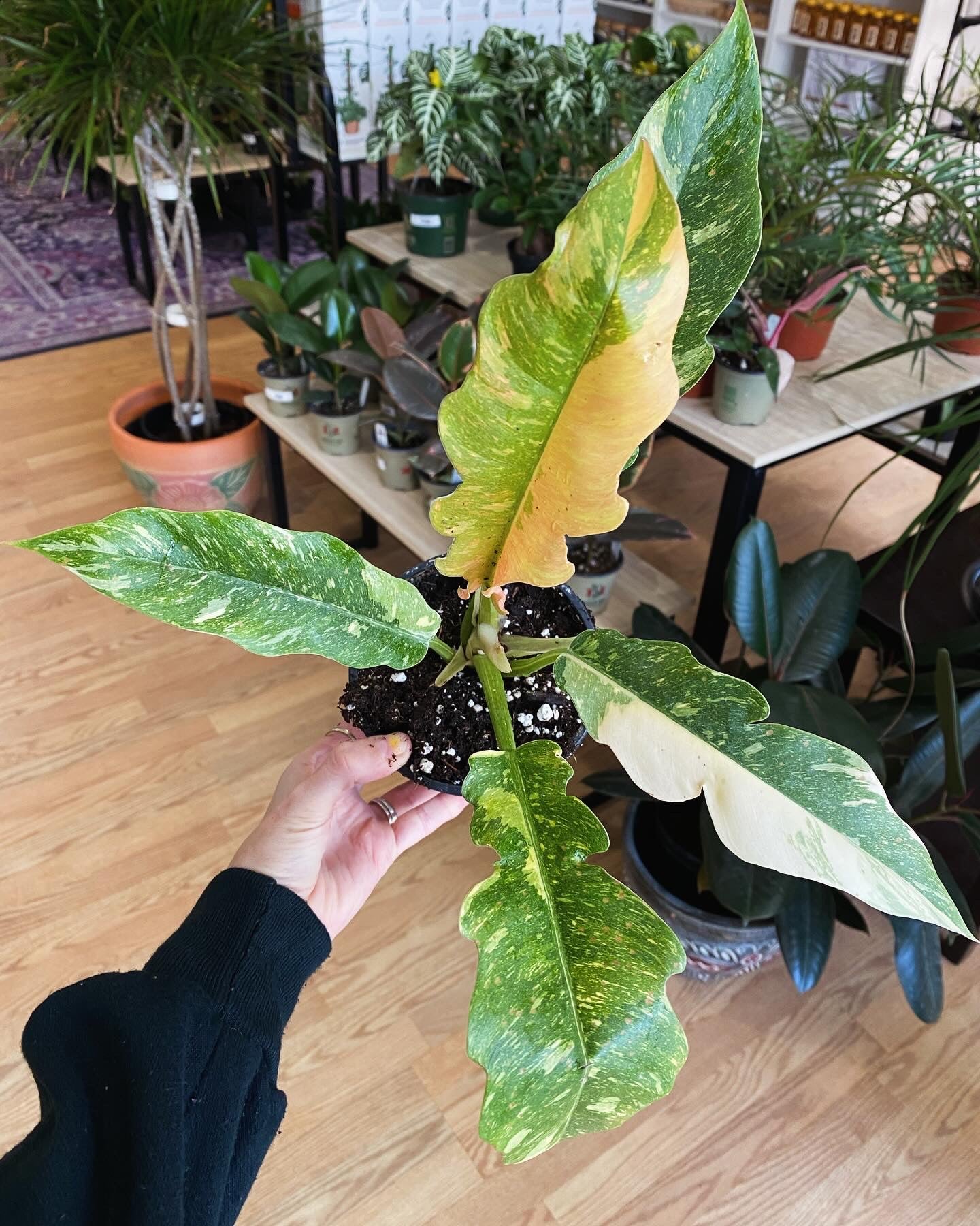 Philodendron 'Ring of Fire'