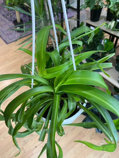 Chlorophytum comosum ‘Green Bonnie Spider Plant’