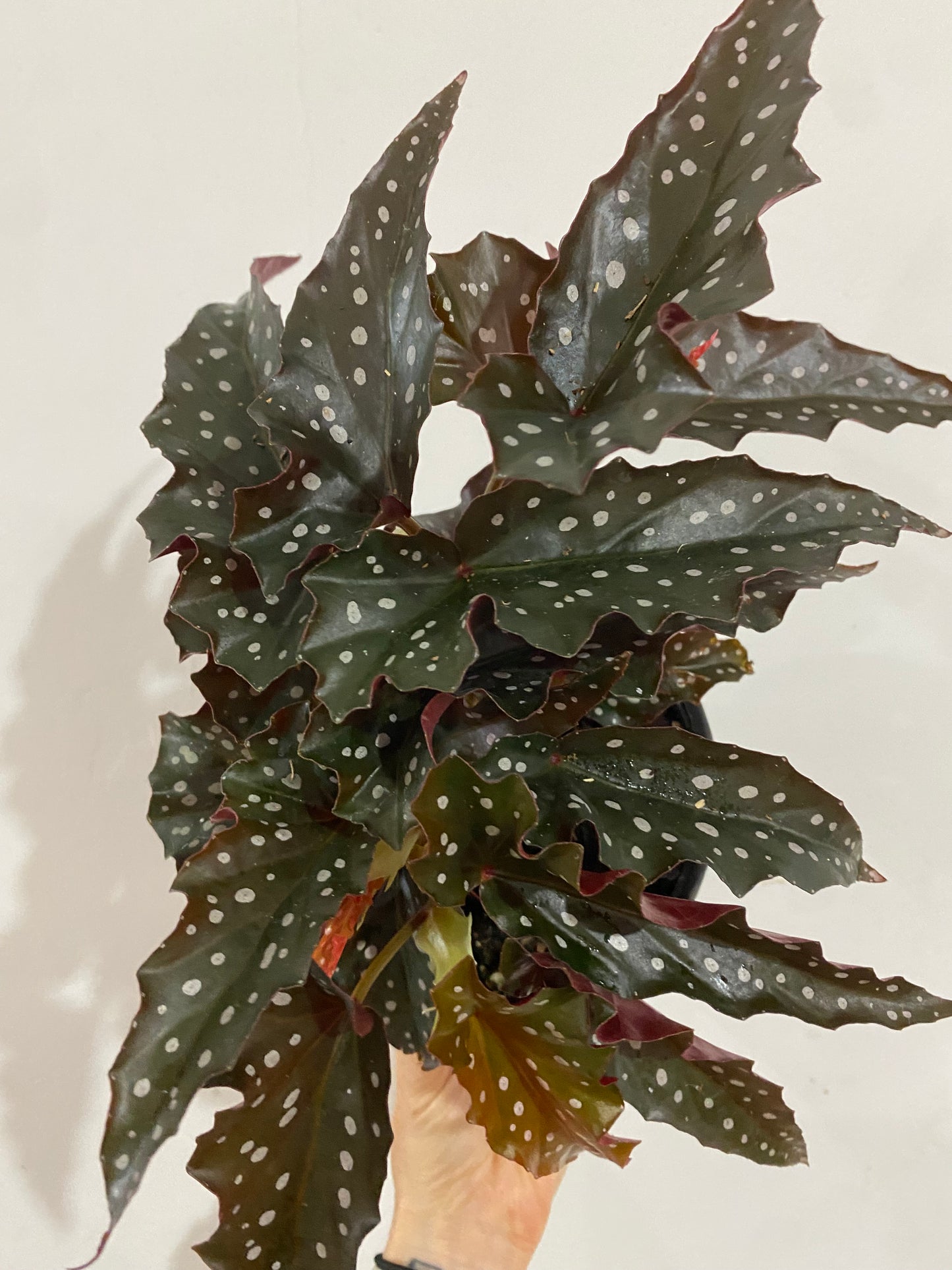 Begonia maculata 'Black Forest'