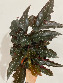 Begonia maculata 'Black Forest'
