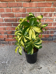 Schefflera 'Trinette'