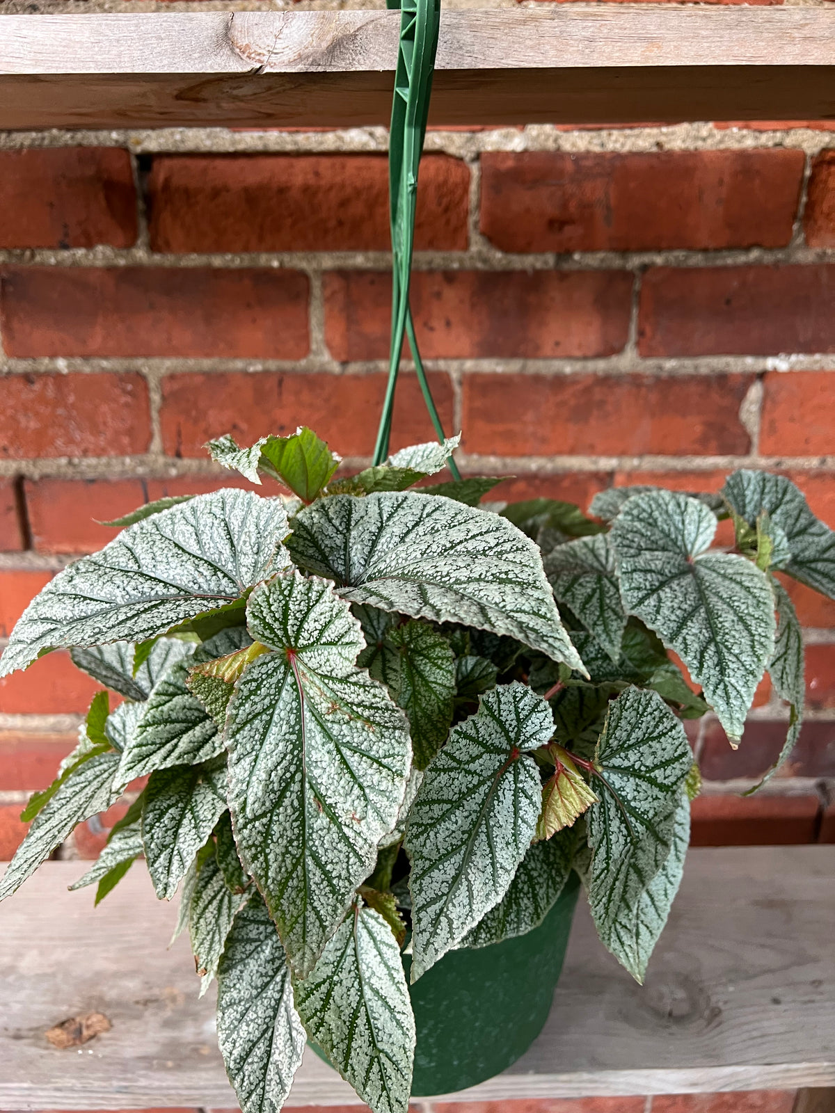 Begonia ‘Snow Capped’ - 4.5" Pot
