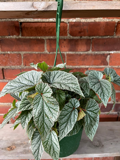 Begonia ‘Snow Capped’ - 4.5" Pot