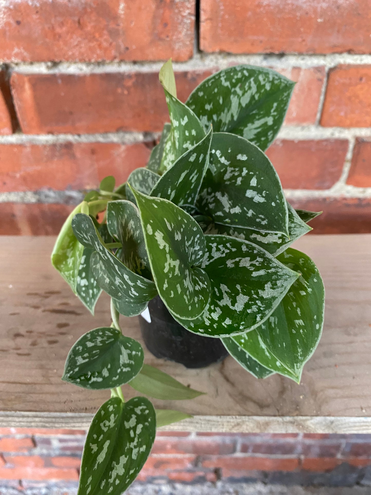 Scindapsus ‘Satin Pothos’