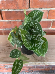 Scindapsus ‘Satin Pothos’