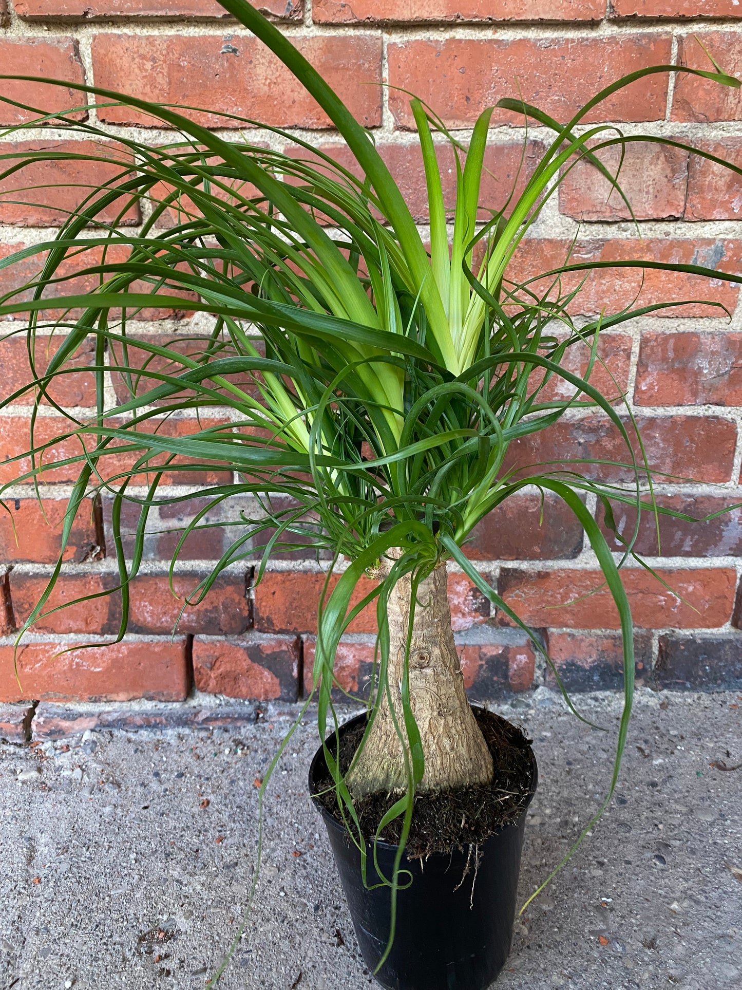 Beaucarnea Recurvata 'Ponytail Palm'