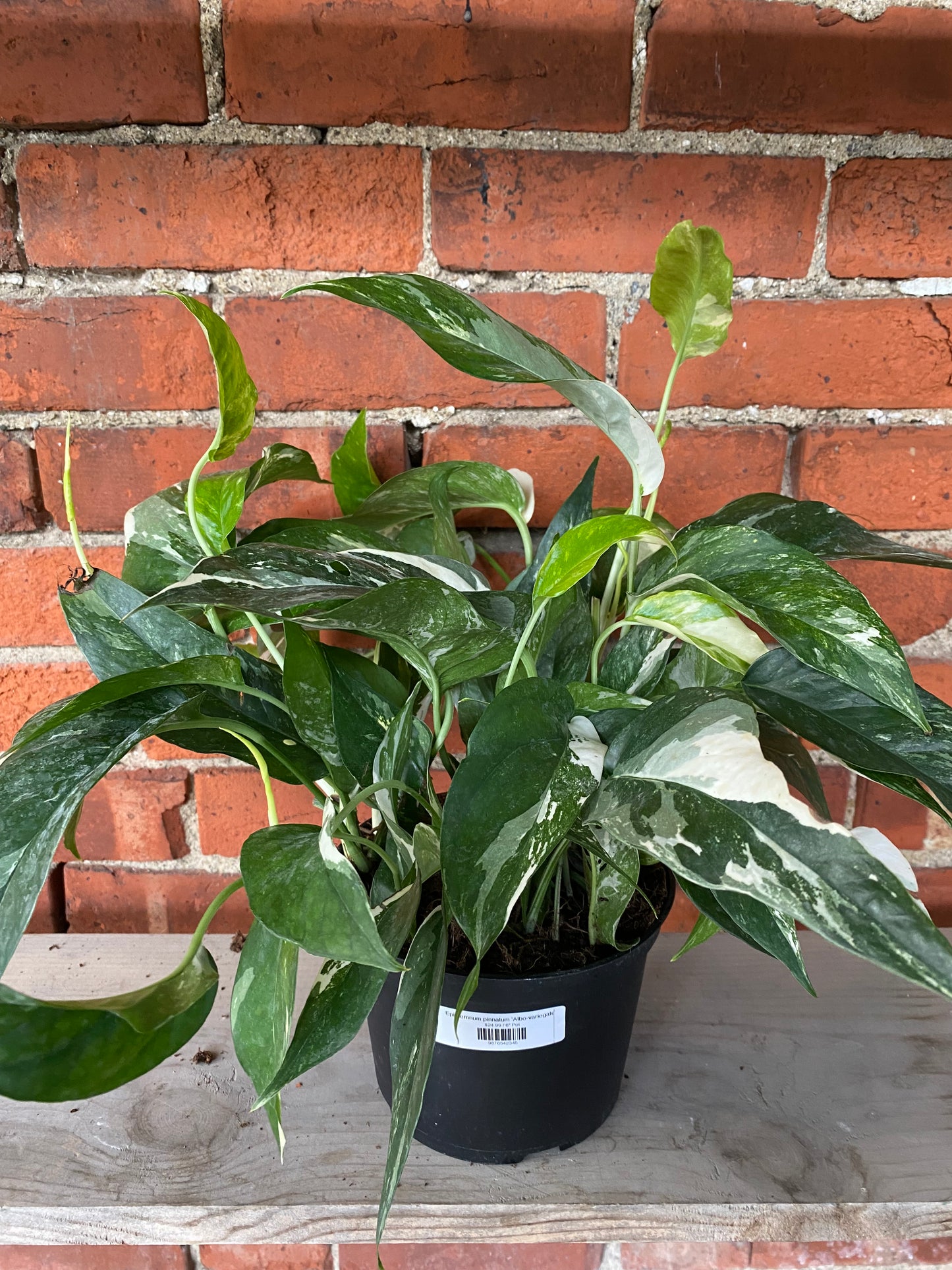 Epipremnum pinnatum 'Albo-variegated'