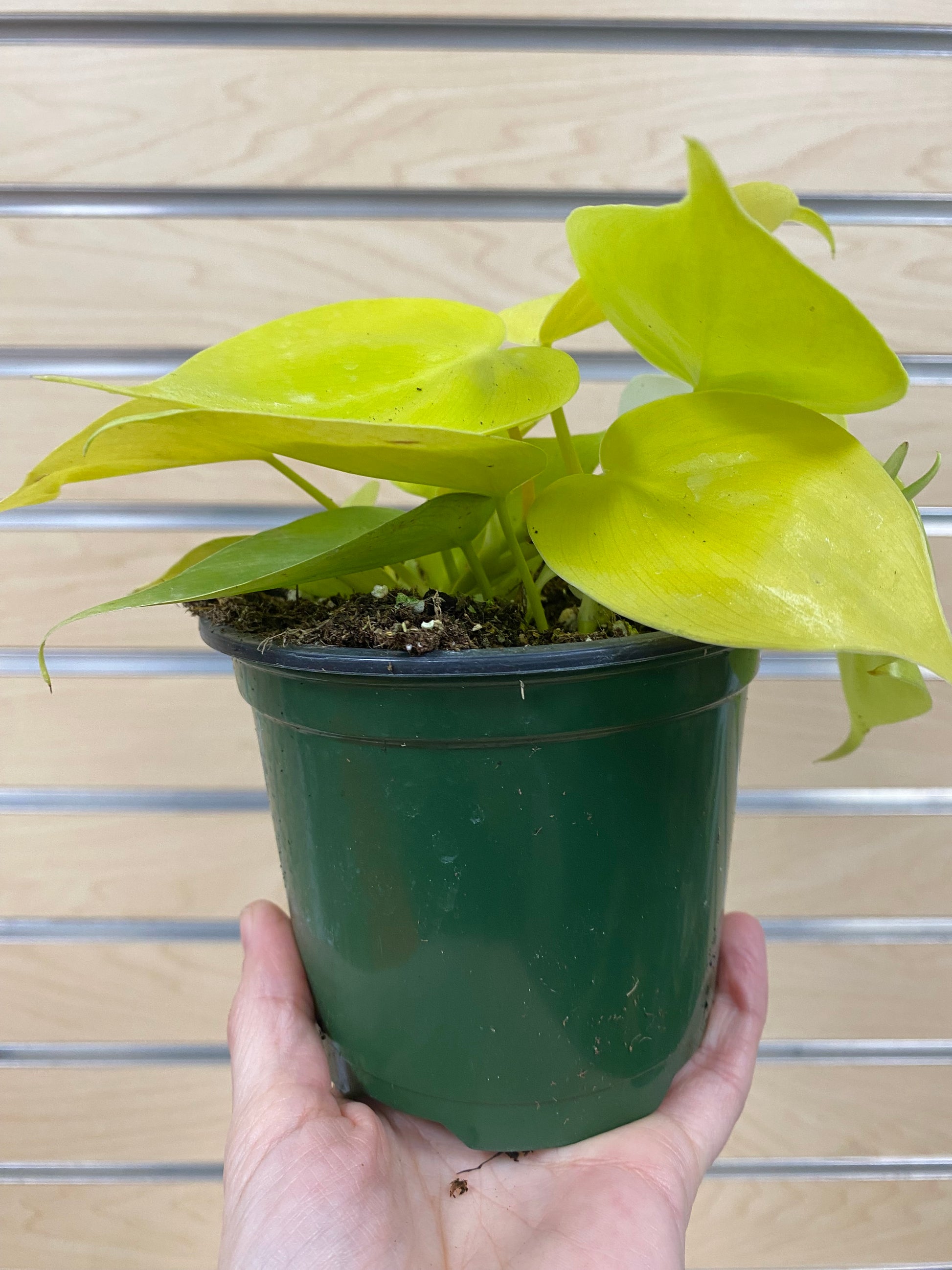lemon lime heartleaf philodendron Philodendron Cordatum 'Lemon Heart Leaf' – Snakeroot Botanicals