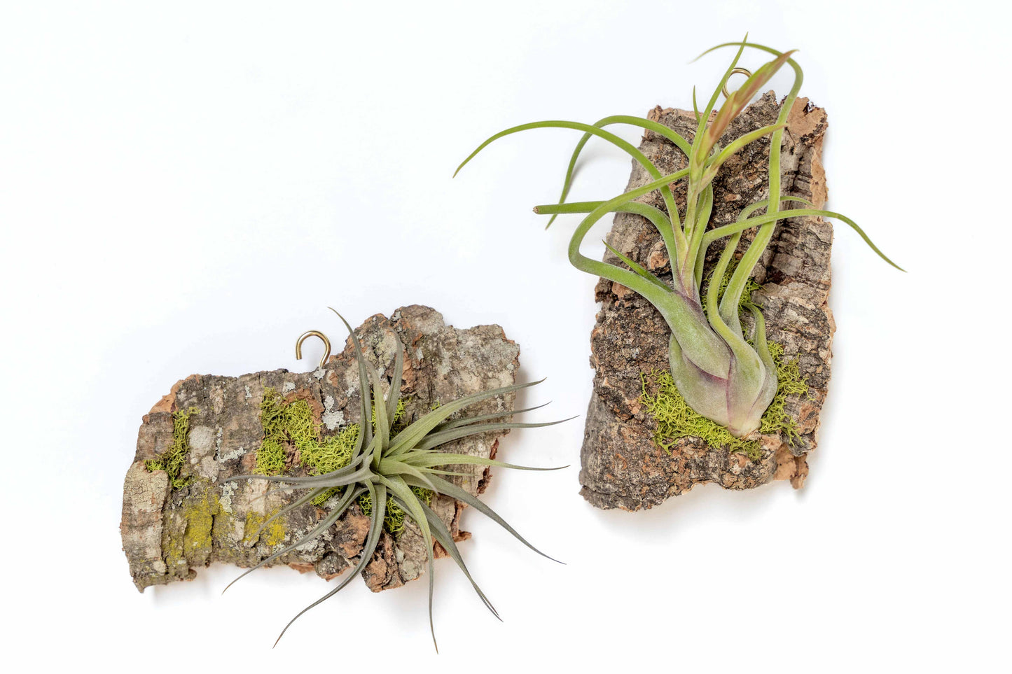 Air Plant Cork Bark Displays