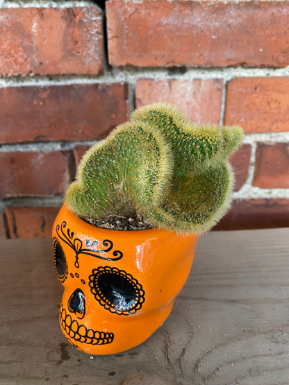 Cleistocactus winteri 'Crested Golden Rat Tail'