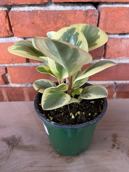 Peperomia obtusifolia 'Obtipan Bicolor' - 4" Pot