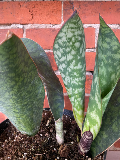 Sansevieria masoniana 'Whale Fin'