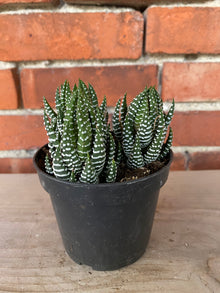 Haworthia zebrina 'Zebra'