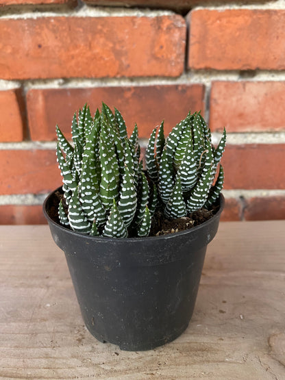 Haworthia zebrina 'Zebra'