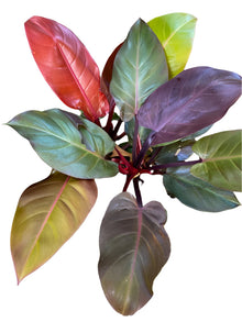 Philodendron ‘Autumn'
