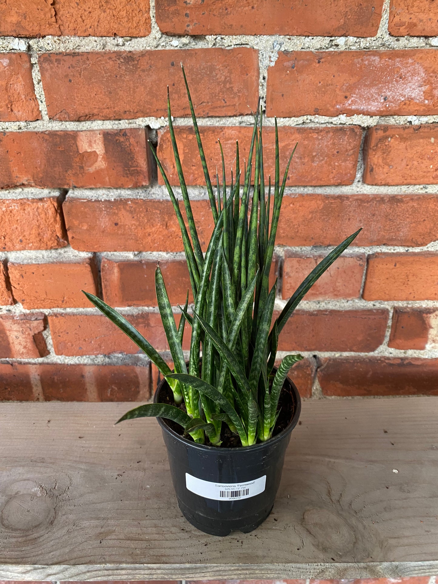 Sansevieria 'Fernwood'