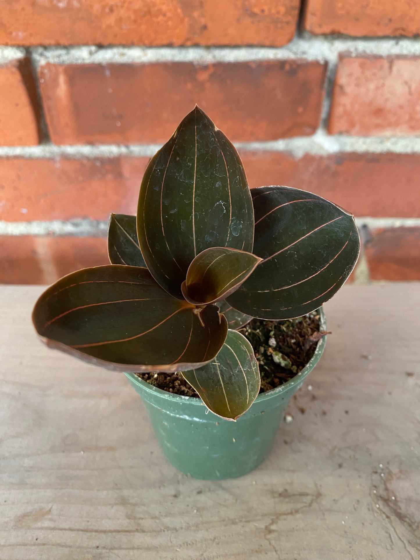 Ludisia discolor  'Black Jewel Orchid'