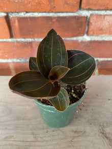 Ludisia discolor  'Black Jewel Orchid'