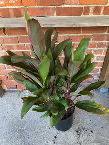 Cordyline Fruticosa 'Maria'