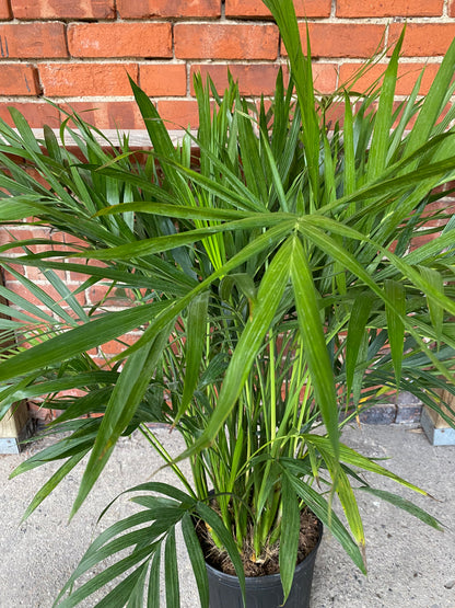 Chamaedorea cataractarum 'Cat Palm'