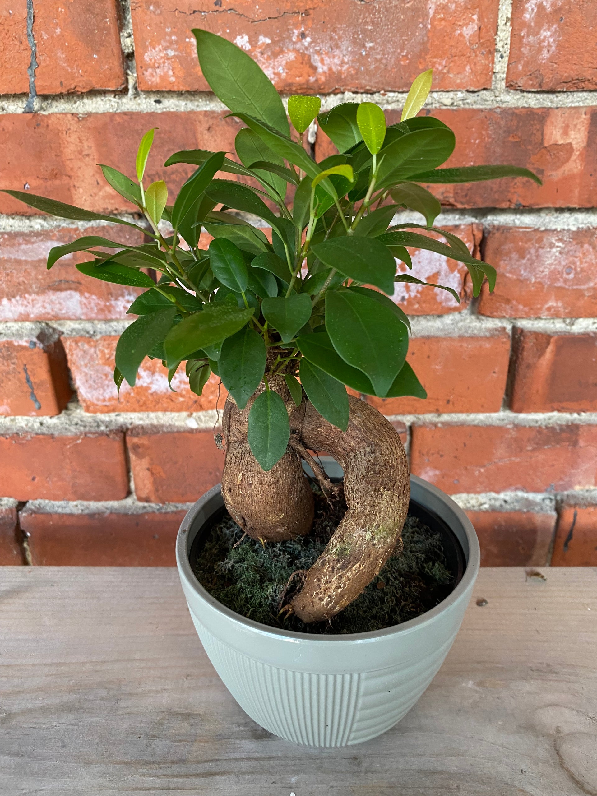 Ficus Retusa 'Microcarpa Ginseng' – Snakeroot Botanicals