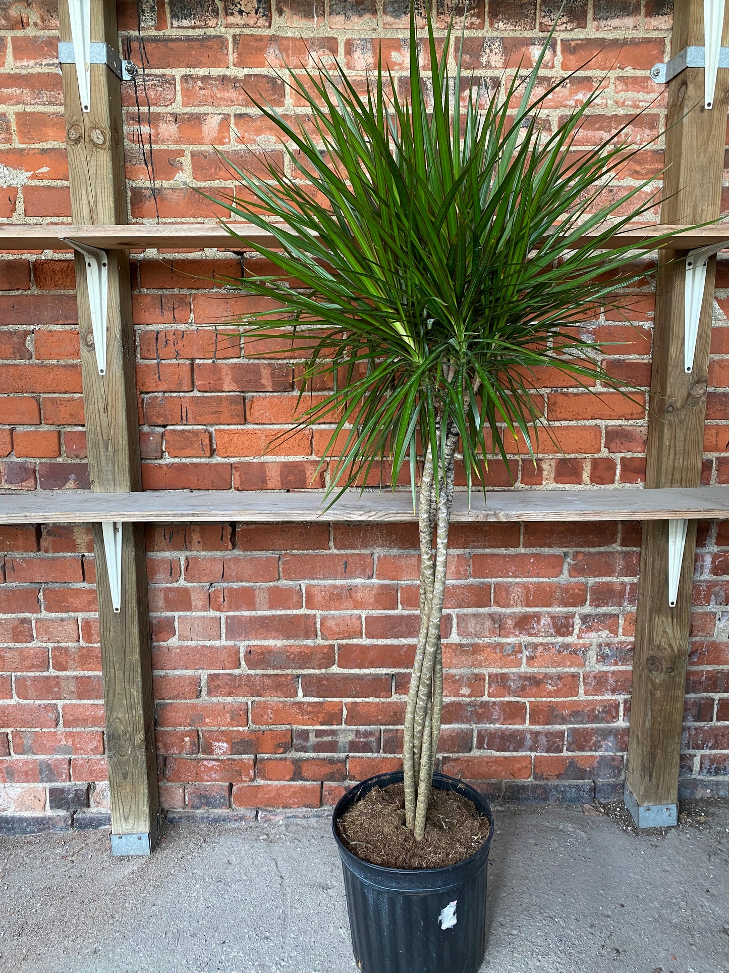 Dracaena Marginata 'Dragon Tree'