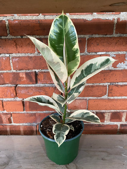Ficus elastica ’Tineke’