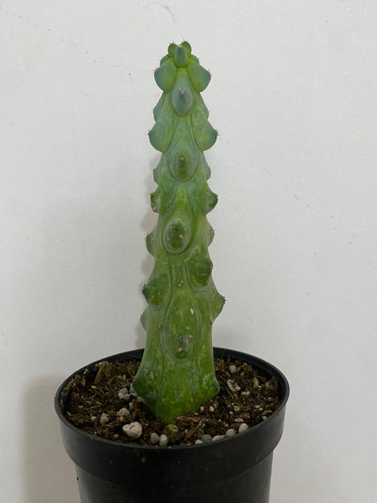 Cereus 'Boobie Cactus'
