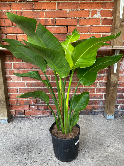 Strelitzia nicolai ‘White Bird of Paradise’