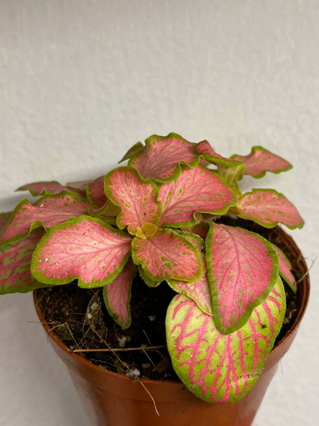 Fittonia ‘Ruby Lime’