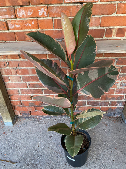 Ficus Elastica 'Ruby'