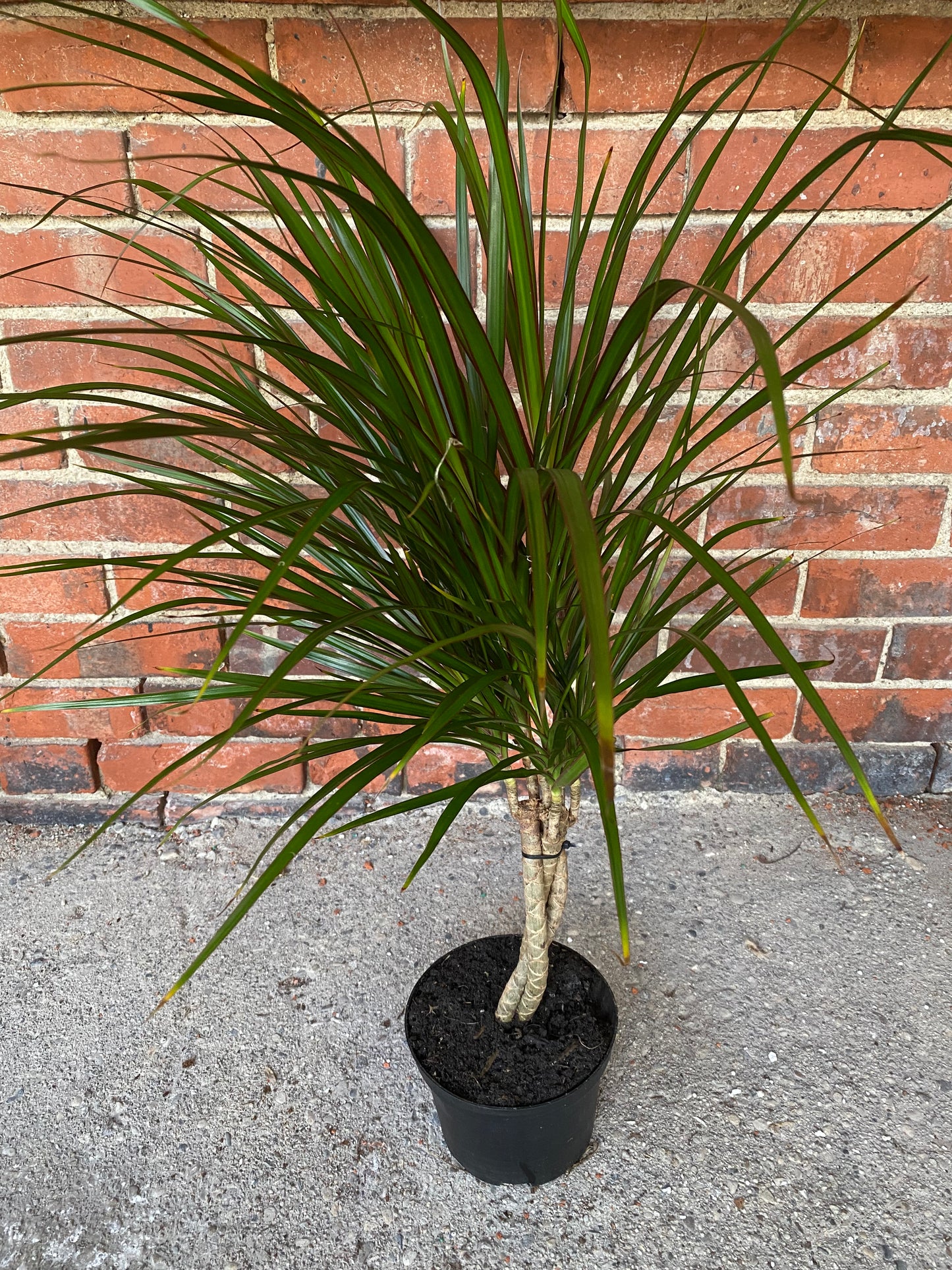 Dracaena Marginata 'Dragon Tree'